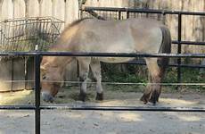 zoo horse national przewalski zoochat sep