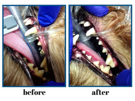 Dental cleanings allow vets to remove any buildup that may lead to painful periodontal disease. Pet Dental Health Month - 10% off Dental Cleanings!
