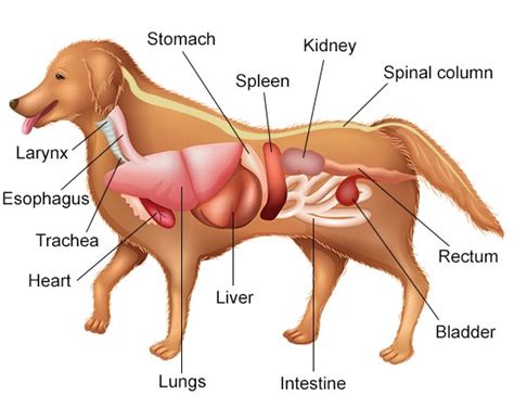 The poster is labeled with descriptions. A Visual Guide to Understanding Dog Anatomy With Labeled ...