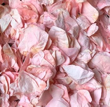 Maybe you would like to learn more about one of these? Light Pink Rose Petals | Rose Petals Near Me | Flower Petals