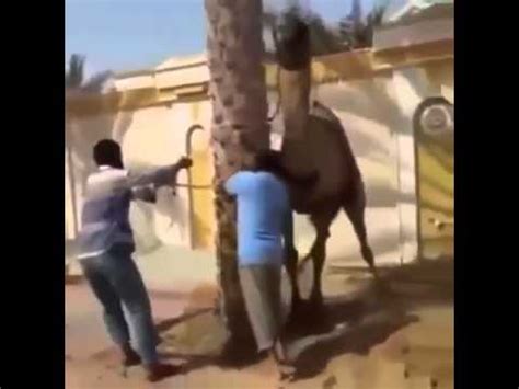 And usually, they are about the same mixture of painful and plain horrible. What happens when you piss off a camel. - YouTube