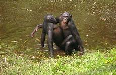 gay animals bonobos wild