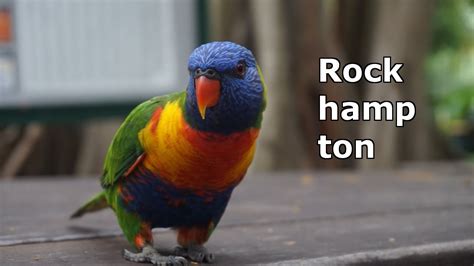 Plan to visit rockhampton zoo, australia. Rockhampton Zoo & Botanic Garden // Australien - Work ...