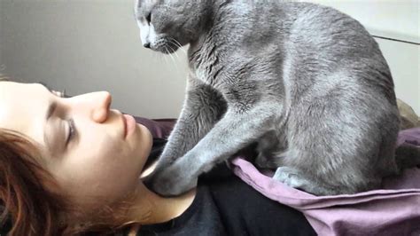 Most of us do, and the act of making biscuits is actually a. kot ugniata, udeptuje, pedałuje | russian blue cat making ...