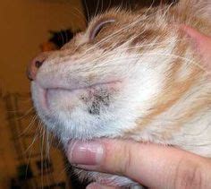 This almost always occurs on a cat's chin or around the mouth. Possible case of Cat Chin Acne | Cats, Pet health, Acne ...