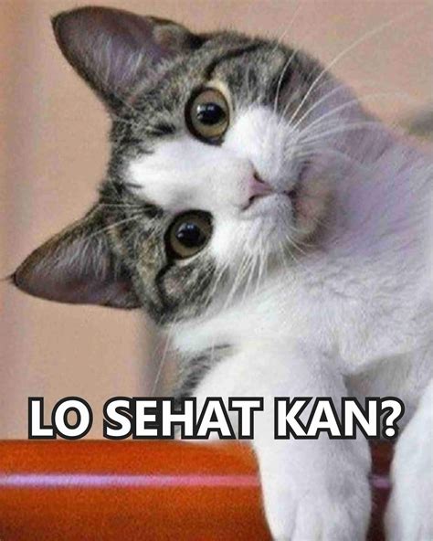 Download gambar lucu dan imut mp3. √ Kumpulan Meme Lucu Banget Buat Komen Facebook - Gambar ...