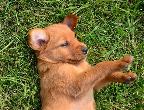 Mom is red lab and dad is golden retriever. Dudgeon Family Goldens|Family Friendly Golden Retrievers ...