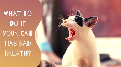 Breath can smell bad following a meal of dog poop, cat poop, garbage, decaying leaves, etc. Cat Bad Breath | Facts, Causes and Treatment - Petsium