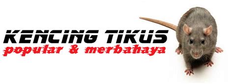 Kencing tikus ternyata sangat berbahaya untuk kesehatan karena kencing tikus bisa menjadi penyebab seseorang terkena penyakit yang mematikan. Perkara Yang Wajib Anda Tahu Tentang Penyakit Kencing ...