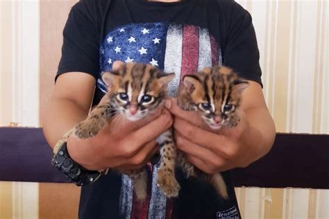 Karena tingginya harga kucing bengal. Jual 2 Ekor Anak Kucing Hutan, Seorang Pria Ditangkap Polisi