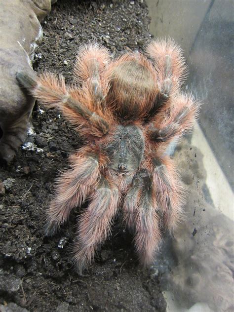 Nhandu tripepii also known as the brazilian giant blonde is a new world terrestrial species of tarantula and today nhandu tripepii is a large terrestrial tarantula with long pinkish setae/hairs all. Nhandu tripepii | Katrin Hahn | Flickr