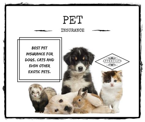 We review the best pet insurance companies based on cost, coverage, and in addition to affordable policies and an optional wellness rider, the company also offers a 10% discount for each pet you insure, making it the best. Best Pet Insurance for Dogs, Cats And Other Exotic Pets