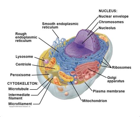Maybe you would like to learn more about one of these? Nucleus - Cell Nucleus | Nucleus Structure and Functions