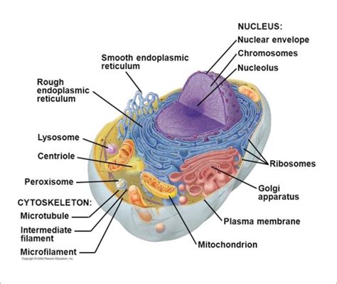 In fact, it is the most prominent structure within the nucleus. Nucleus - Cell Nucleus | Nucleus Structure and Functions