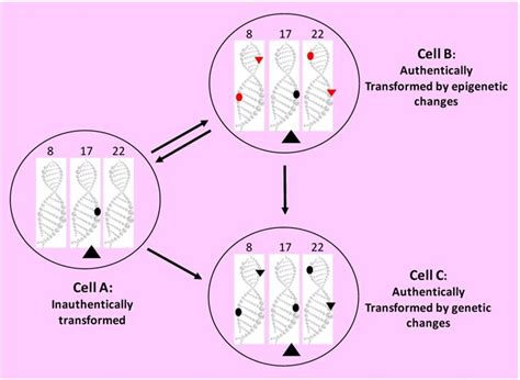 Check spelling or type a new query. Evidence for immortality and autonomy in animal cancer ...