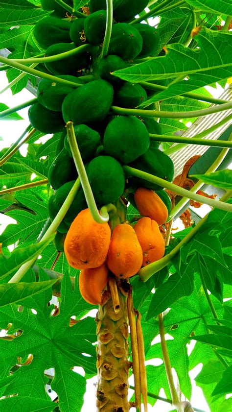 The papaya tree is very sensitive to frost and must be grown in tropical temperatures. Papaya tree by Thierry Lachapelle | Papaya tree, Tropical ...