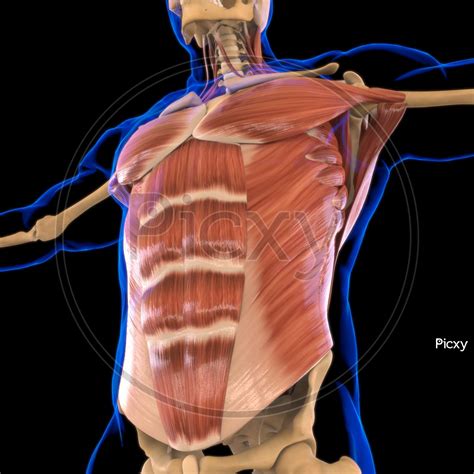 Name the muscles of the torso. Torso Muscle Anatomy : Male Front Torso Muscles Stock ...