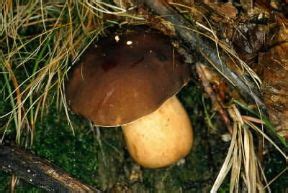 We did not find results for: Boletus | Sapere.it