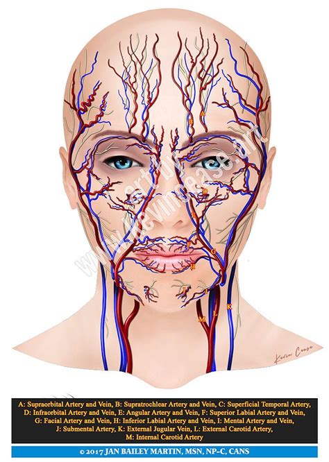 Brachiocephalic trunk, subclavian, common carotid, external carotid, internal carotid arteries veins: Skin, arteries, veins, botox education