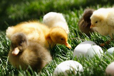 Females generally begin to incubate the day the last egg is laid. How Long Does It Take to Hatch Duck Eggs? | Cuteness
