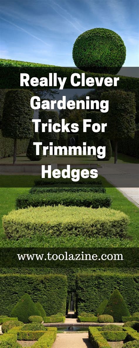 Cutting the tops of tall hedges. Pin on The Stacy's Home