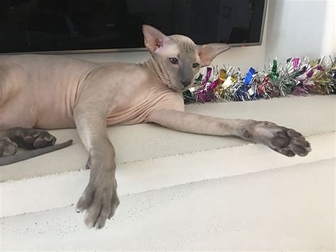 Current weight is 26 lbs. Pin by Lady Godiva Cattery on Hairless Russian Peterbald ...