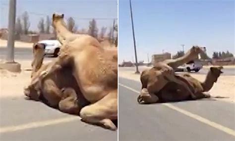 Camels only have one or 2 humps depending on the kind of camel but if it is pregnate it's belly would bump out creating a 3 humped camel. Two camels mating in the middle of a motorway in Dubai ...