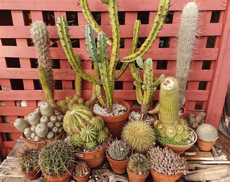 Succulent plants & orchid plants for sale online in bangalore. Cactus SALE! Range of beautiful LARGE and MATURE specimens ...