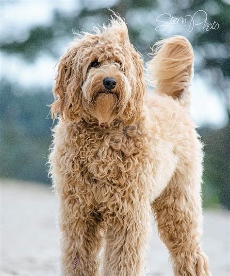 Find labradoodle puppies for sale and dogs for adoption. Australian Labradoodle Puppies For Sale Near Me