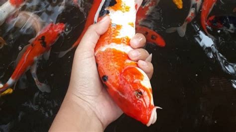 Ikan koi ikan koi pertama kali dikembangkan oleh jepang, mereka mengembangkannya dari ikan mas. Ide Bisnis Budidaya Ikan Koi, Peluang Usaha yang Menjanjikan