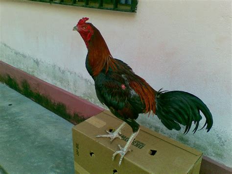 Ayam laga batang kaki(hobi bersatu): Ayam Siam / Ayam Sabung: Jun 2014