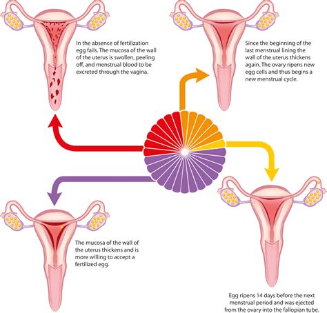 When an egg from the last menstrual cycle hasn't been fertilized (meaning no baby on board), then the menstrual phase begins. Reproductive Systems and the Menstrual Cycle Worksheet ...