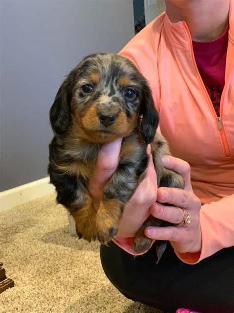 View our available puppies and see individual information on each litter and parent information. Central Illinois miniature Dachshunds - Posts | Facebook