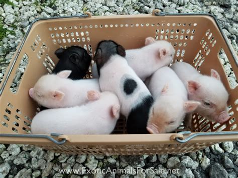 This is a valid question. Pot Belly Pigs For Sale