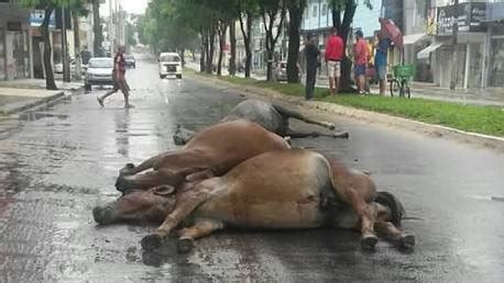 10 sua população estimada em 2020 era de 162 438 habitantes, 5 sendo a maior cidade da sua região geográfica imediata e a nona maior do estado da bahia. Abaixo-assinado · Pela Construção do Hospital Veterinário ...