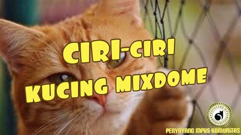 Seorang wanita yang sedang jatuh cinta kan berusaha untuk berpenampilan sesempurna mungkin didepan pria yang ditaksirnya. Ciri-ciri kucing Mixdome - YouTube