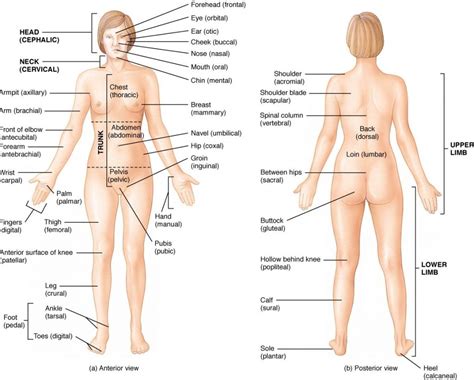 Internal body parts name with pictures. Female body parts name with picture in english pdf ...