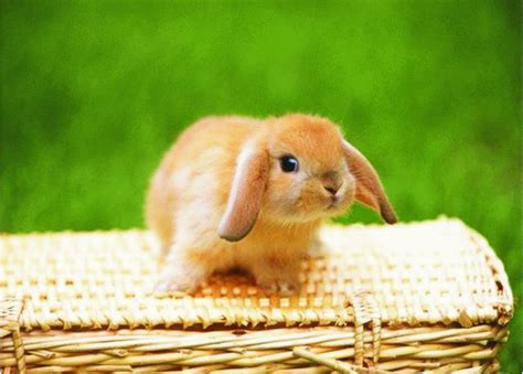 Imagini rase de iepuri : Poze cu iepuri - alege iepurele de Pasti - iepuri frumosi ...