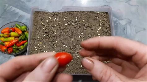 Spread open a paper towel, place all chilli seeds evenly on it. how to grow green chilli from Chilli seed in hindi - YouTube
