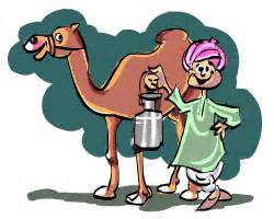 Camel milk, consumed around the world, may offer help for diabetes, allergies it also will not curdle or clot like cows milk. Camel's Milk and Pet Registration | Pitara Kids' Network