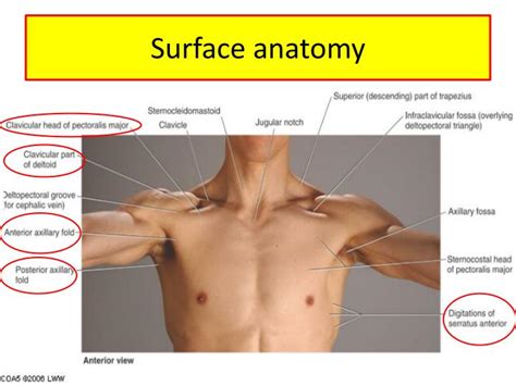 The deltoid muscles (sometimes called the deltoideus muscles) are thick triangular muscles that cover the shoulder joints. PPT - Upper limb Muscles of Arm, cubital fossa, and elbow joint PowerPoint Presentation - ID:1158291