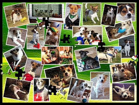 We did not find results for: Jack Russell Puzzle Collage | Jack russell, Photo wall ...