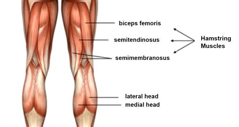 The hamstrings comprise of three muscles on the posterior side of the leg: Importance of Hamstring Flexibility in the Golf Swing ...