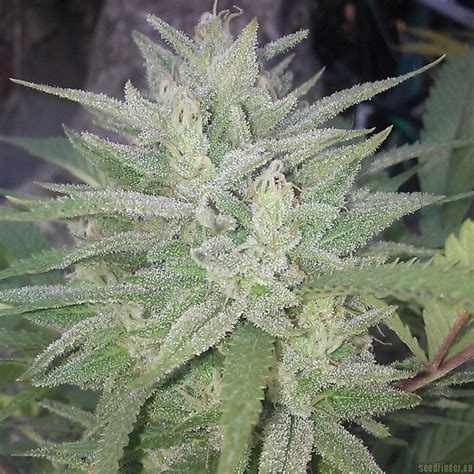 We did not find results for: Monster Cookies (by Greenpoint Seeds) :: SeedFinder ...