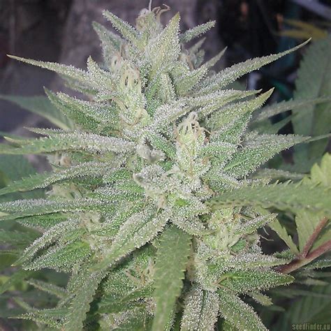 Monster cookies strain grow info. Monster Cookies (by Greenpoint Seeds) :: SeedFinder ...