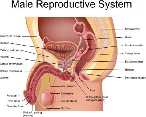 Male human anatomy vector diagram. Introduction to Anatomy of the Male Reproductive System ...
