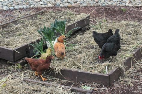 We did not find results for: Mavis Garden Blog - Free Range Chickens Will Eat Your ...