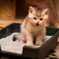 Как приучить котенка к лотку – советы ветеринара | Megapoisk.com