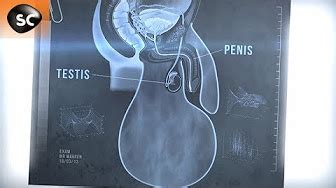Maybe you would like to learn more about one of these? les plus gros testicules du monde - YouTube