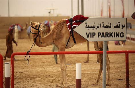 From camel racing to camel meat and milk chocolate. Camel Makes an Appearance at Muskegon PetSmart